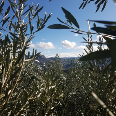 vue de l'oliveraie ou de la plantation d’oliviers au loin