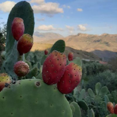 Opuntia ficus indica, les figues ont un goût délicieux