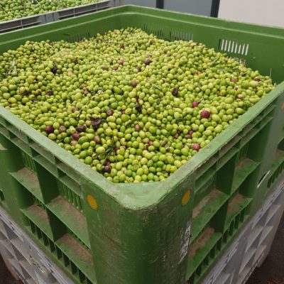 Caisses dans lesquelles les olives récoltées sont stockées temporairement jusqu'à leur transformation