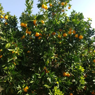 pour le petit déjeuner, une orange cueillie sur l'arbre !