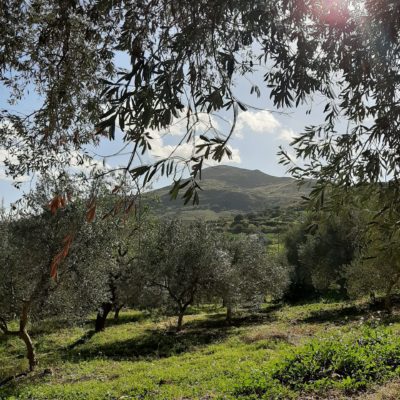 vue de la plantation vers le sud